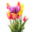 Photo: Tulips Tulips