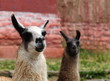 Bolivianische Lamas