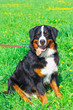 Photo: dog breed Bernese mountain sitting and smiling dog breed Bernese mountain sitting and smiling