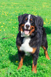 Photo: dog breed Bernese mountain standing and smiling dog breed Bernese mountain standing and smiling