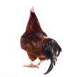 Colorful Rooster Isolated On White
