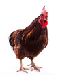 Colorful Rooster Isolated On White