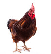Colorful Rooster Isolated On White