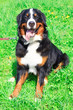 Photo: dog breed Bernese mountain sitting and smiling dog breed Bernese mountain sitting and smiling