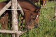 Young colt horse