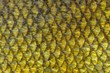 Real Tench Fish Scales Close-Up as Background Texture
