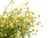 Medical chamomile