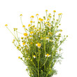 Medical chamomile