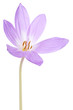 colchicum