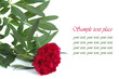 Red peony flower with text on white background