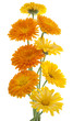 calendula