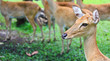 Antelope