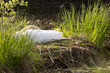 Photo: Nid et cygne qui couve Nid et cygne qui couve