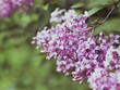 Spring Lilac