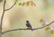 Photo: oiseau pinson des arbres sur sa branche oiseau pinson des arbres sur sa branche