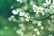 Spring Blossoms