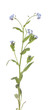 forget-me-not