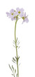 Cardamine pratensis