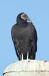 Perched Black Vulture