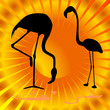 flamingo on orange background vector illustration