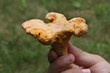champignon