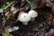 champignon