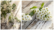 bird-cherry tree white
