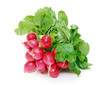 Small garden radish with leaf