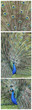 Indian Peafowl, pavo cristatus
