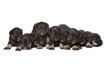 nine black puppies of Miniature Schnauzer