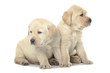 Labrador Retriever puppies