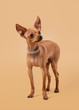 Russian toy terrier puppy on light brown background