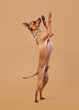 Russian toy terrier puppy on light brown background