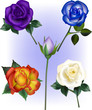 Rose Vector Illustrations