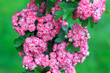 Photo: tree flowers tree flowers