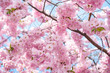 blossom pink sacura
