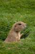 prairie dog