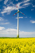 Windrad im Rapsfeld