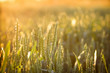Rays of the setting sun on the young wheat