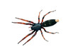 Photo: Spider, white-tailed. Lampona species, body length 16mm Spider, white-tailed. Lampona species, body length 16mm