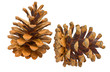 Pine cones