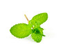 Peppermint on a white background
