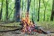forest   bonfire recreation