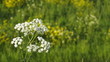 Anthriscus sylvestris with a green meadow