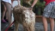 Kids grooming a shaggy dog