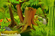 vector illustration of dense trees in mystic jungle