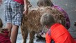 Kids grooming a shaggy dog