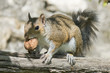 Isolated grey squirrel holding a nut