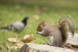 Photo: Isolated grey squirrel holding a nut Isolated grey squirrel holding a nut