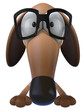 Fun dog